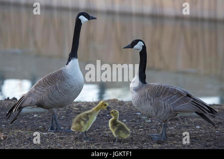 Pair of Canada Geese with two goslings (Branta canadensis) Stock Photo