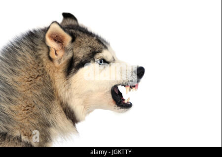Angry siberian husky dog winter portrait Stock Photo