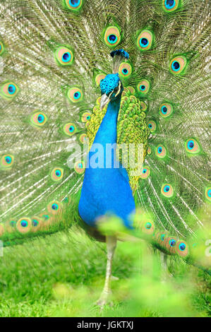 Beautiful indian peacock with fully fanned tail Stock Photo