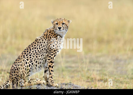 Cheetah on grassland in National park of Africa Stock Photo