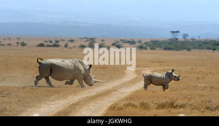 Rhino on savannah in National park of Africa Stock Photo