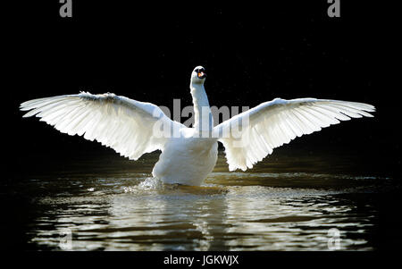Swan in lake on dark background Stock Photo