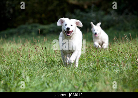 Kuvacz ungarischer Hirtenhunde, hungarian vcanis lupus familiy pet Herdenschutzhund Stock Photo