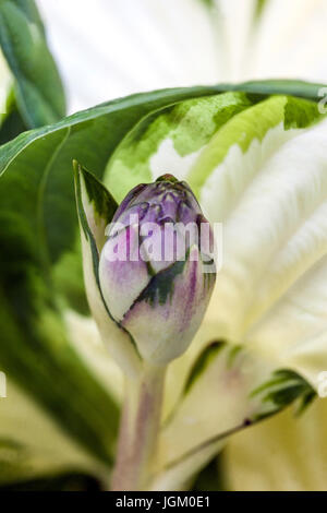 Hosta 'Fire and Ice', close up flower bud opening Stock Photo