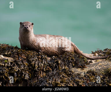 Eurasian otter (Lutra lutra) on seaweed covered rocks, Shetland, UK Stock Photo