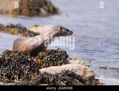 A Eurasian otter (Lutra lutra) keeps a watchful eye on a nearby seal, Shetland, UK Stock Photo