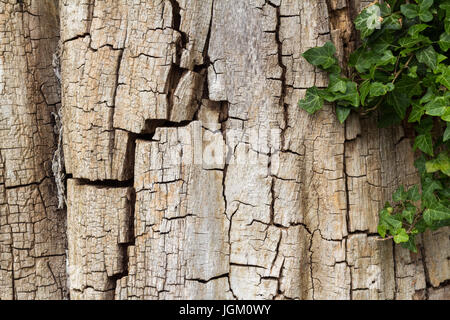 Old cracked tree bark partially covered in ivy, horizontal with copy space Stock Photo