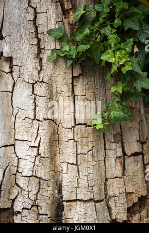 Old cracked tree bark partially covered in ivy, vertical with copy space Stock Photo