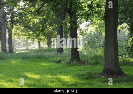 A sunny grassy clearing in an oak forest Stock Photo