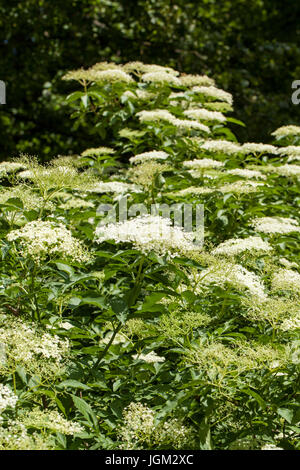 Sambucus is a genus of flowering plants in the family Adoxaceae. The various species are commonly called elder or elderberry. Stock Photo