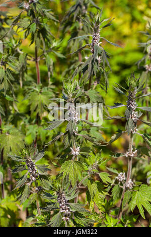 Leonurus cardiaca, known as motherwort, is an herbaceous perennial plant in the mint family, Lamiaceae. Other common names include throw-wort, lion's Stock Photo