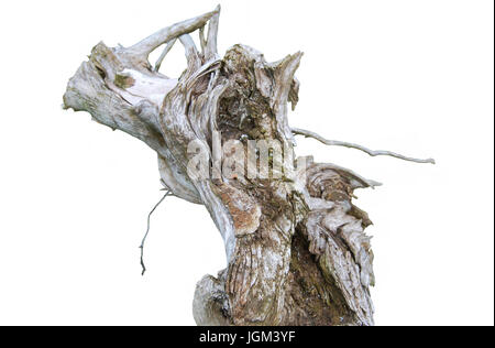 Old gray stump of the original shape isolated on white background Stock Photo