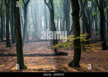 Beech forest in morning light near Vierhouten in Speulder en Sprielderbos. Stock Photo