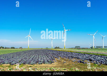 acre, arable land, dyke, Germany, Ditmarsh, harvests, erntemaschienen, friedrichskoog, char, agriculture, North Germany, red cabbage, Schleswig - Hols Stock Photo