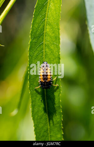 Lady bug beetle larvae on a willow tree in the California Central valley, Stock Photo