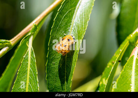 Lady bug beetle larvae on a willow tree in the California Central valley, Stock Photo