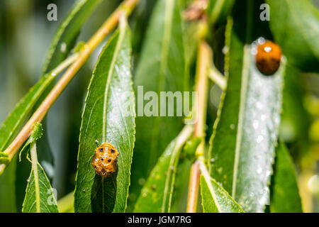 Lady bug beetle larvae on a willow tree in the California Central valley, Stock Photo