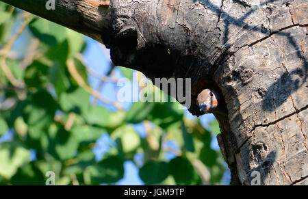 Flicker Peers from Nest hole Stock Photo