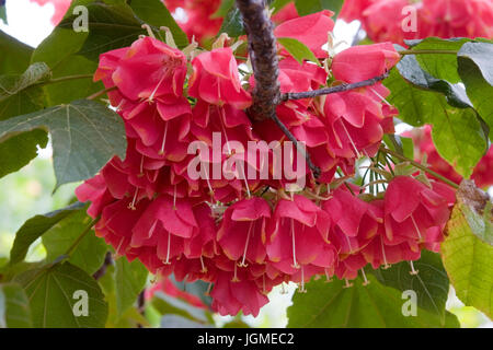 Hydrangea tree (Dombeya cacuminum), botanical garden, Funchal, Madeira, Portugal, Hortensienbaum (Dombeya cacuminum), Botanischer Garten Stock Photo