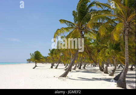 Coconut trees on the sandy beach with Punta Cana, the Dominican Republic, the Caribbean - Coco Palm's At the beach near Punta Cana, Dominican Republic Stock Photo