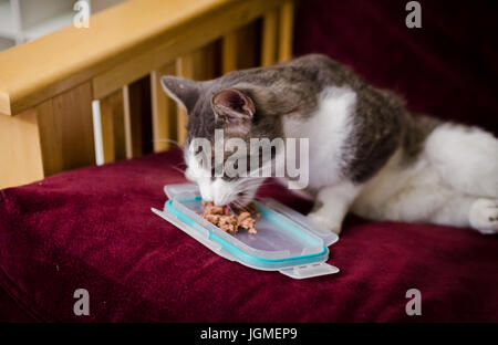 Feeding a hungry stray feral neighborhood cat Stock Photo
