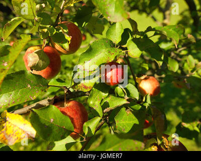 Red apples hang on a tree - Red apples on a tree, Rote Äpfel hängen auf einem Baum - Red apples on a tree Stock Photo