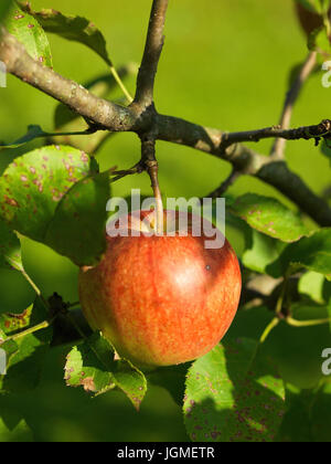 Red apple hangs on a tree - Red apple on a tree, Roter Apfel hängt an einem Baum - Red apple on a tree Stock Photo