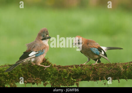 Eurasian Jay (Garrulus glandarius) perched on a moss covered branch Stock Photo