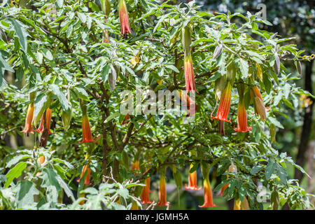 Red Angel's Trumpet flower and plant (Brugmansia sanguinea) Stock Photo
