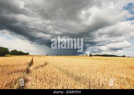 The storm is coming. Poor weather and ripe cereal fields. Stock Photo