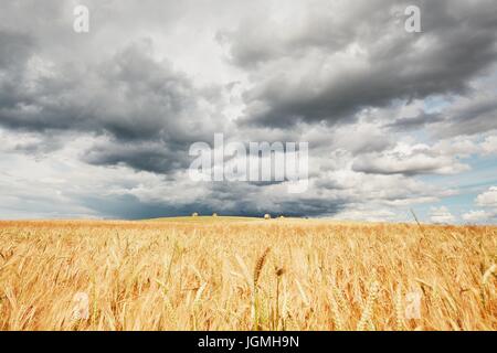 The storm is coming. Poor weather and ripe cereal fields. Stock Photo