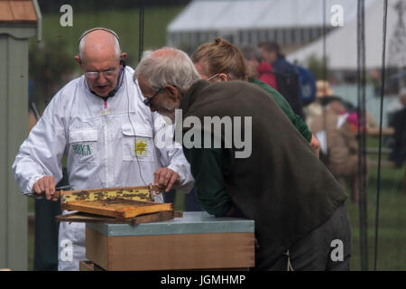BBKA man giving live beekeeping demo talks & shows brood frame of bees to people - RHS Chatsworth Flower Show showground, Derbyshire, England, UK. Stock Photo