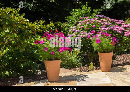 Flower pots with bright pink comos flowers hide the entrance to garden steps on a patio. Stock Photo