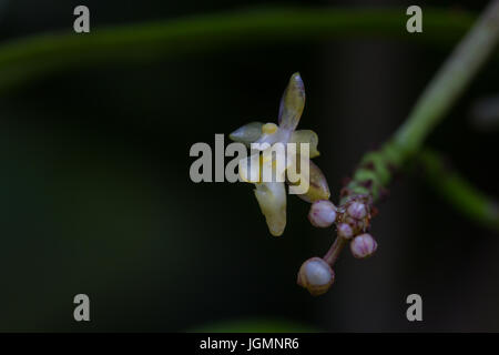 Micropera pallida Rare species wild orchids in forest of Thailand Stock Photo