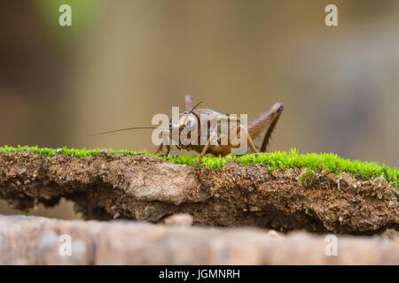 Close up House cricket (Acheta domestica) in tropical forest Stock Photo