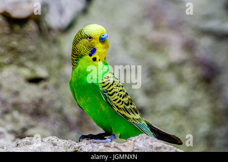 Budgerigar, parakeet, Shell Parakeet or Budgie (Melopsittacus undulatus). Vivid Green and yellow feathers with blue above beak. Stock Photo