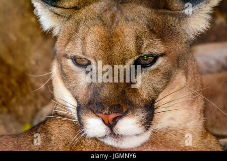 Cougar (Puma concolor), also commonly known as the mountain lion, puma, panther, or catamount. Close-up of face. Stock Photo