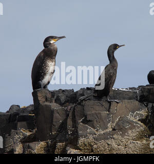 Size comparison of a Great Cormorant, juvenile, (Phalacrocorax carbo) and a European Shag, adult, (Phalacrocorax aristotelis) standing together on the Stock Photo