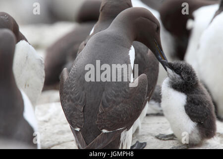 Guillemot, (Common Murre, Uria aalge), parent and juvenile, Farne Islands, Northumbria, England, UK. Stock Photo