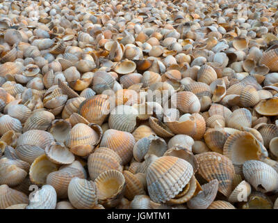 Empty Cockle Shells washed up on the Solway Dumfries Scotland Stock Photo