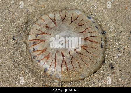 Compass Jellyfish Chrysaora hysoscella Stock Photo