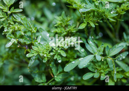 Wet plant of common rue (Ruta graveolens) Stock Photo