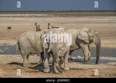Elephant group in Etoshna National Park