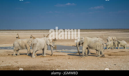 Elephant group in Etosha National Park (Namibia)