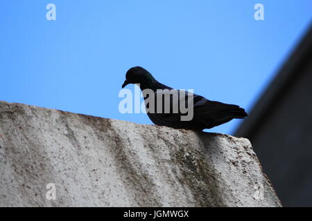 Pigeon, Rock Peigeon Stock Photo