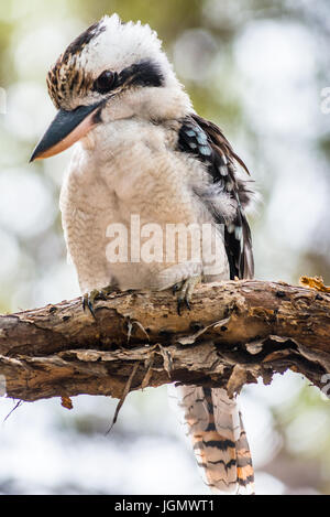 Blue-winged Kookaburra seen on Fraser Island, Queensland, Australia. Stock Photo