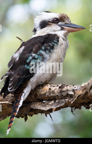 Blue-winged Kookaburra seen on Fraser Island, Queensland, Australia. Stock Photo