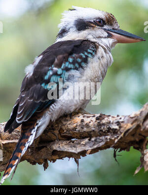 Blue-winged Kookaburra seen on Fraser Island, Queensland, Australia. Stock Photo