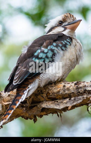 Blue-winged Kookaburra seen on Fraser Island, Queensland, Australia. Stock Photo