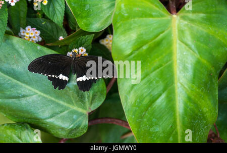 Close up of tropical exotic common Mormon butterfly, Papilio polytes Stock Photo